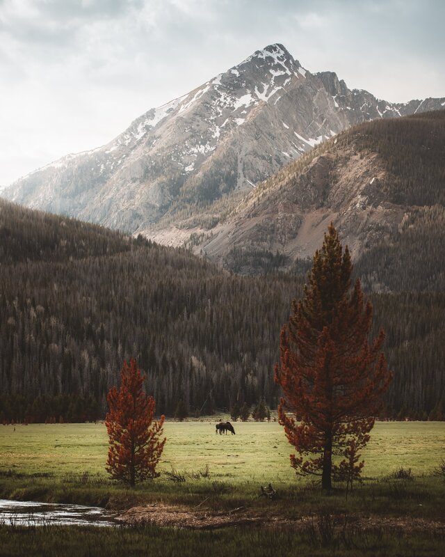 Moose in a Meadow