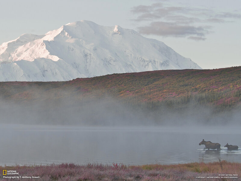 Moose in a misty lake