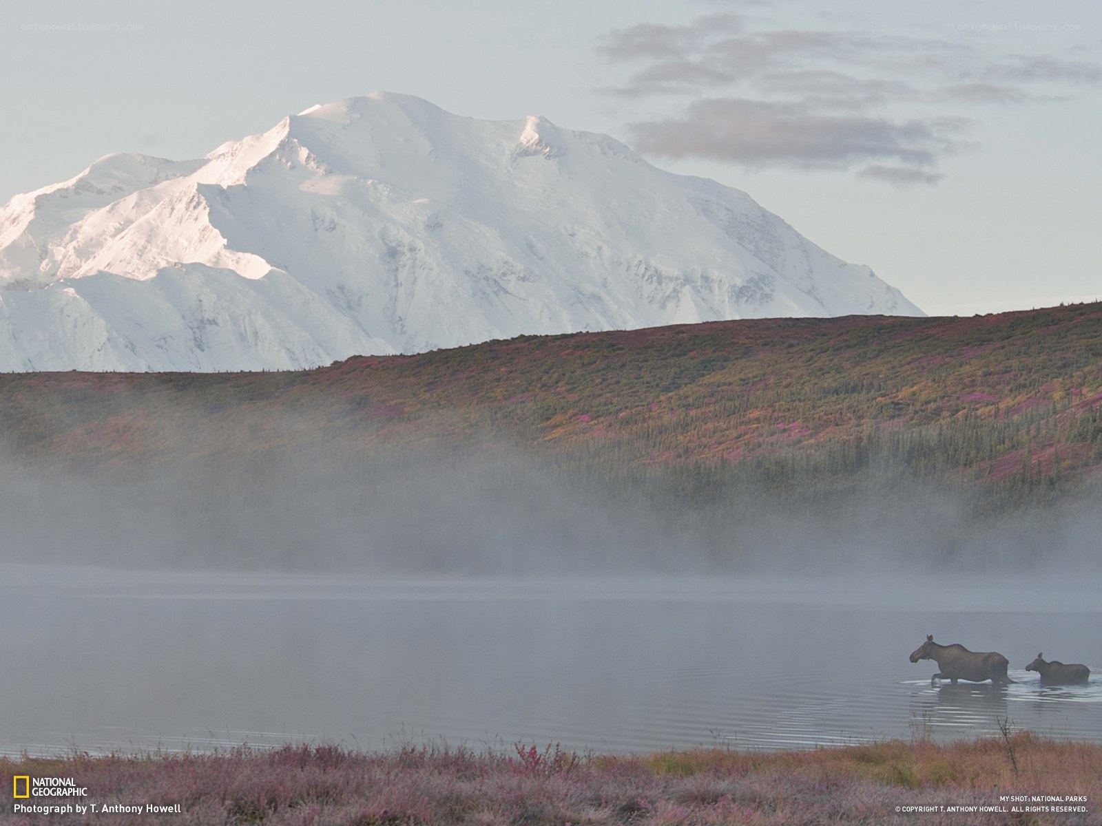 Moose in a misty lake