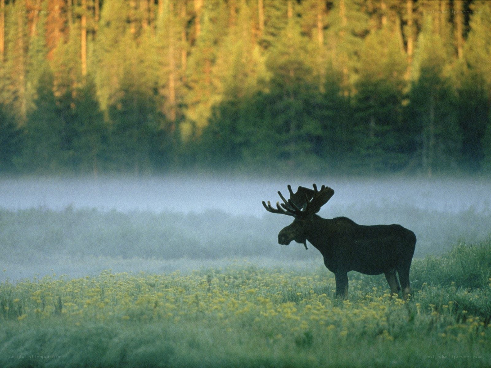 Moose in a misty meadow