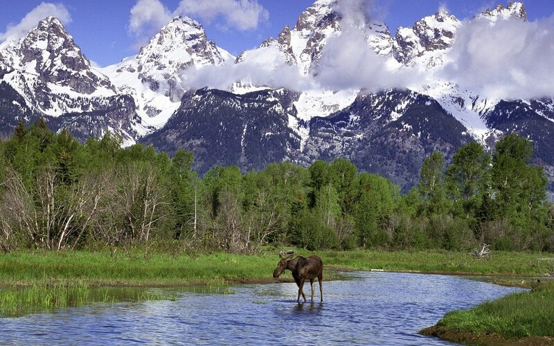 Moose in a mountain stream