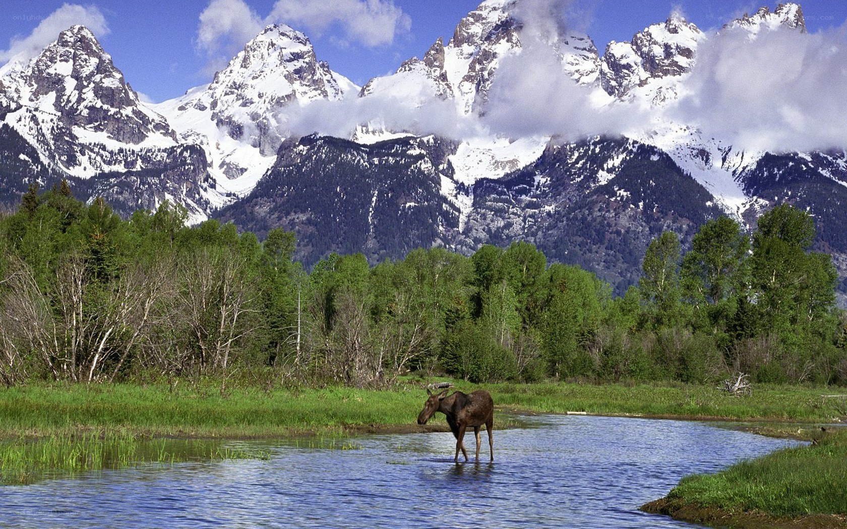 Moose in a mountain stream