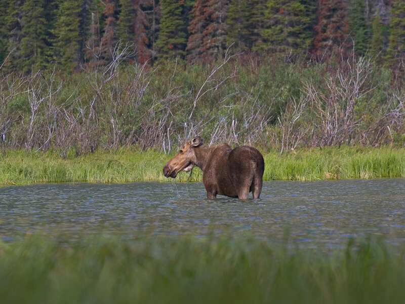 Moose in a shallow lake