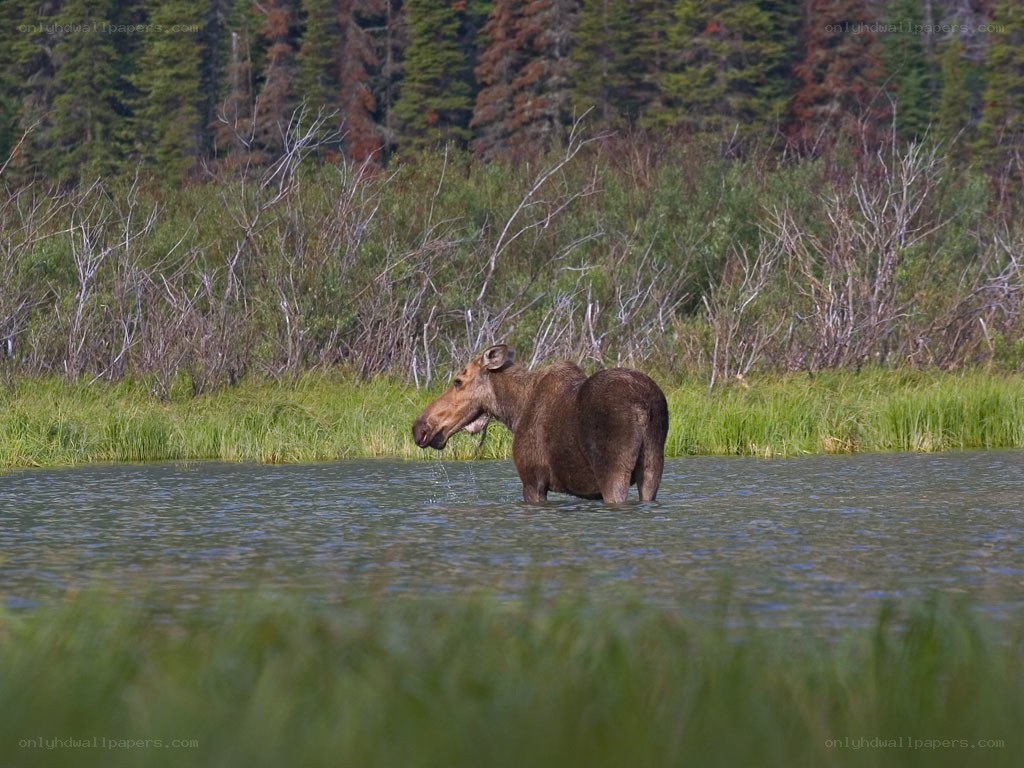 Moose in a shallow lake
