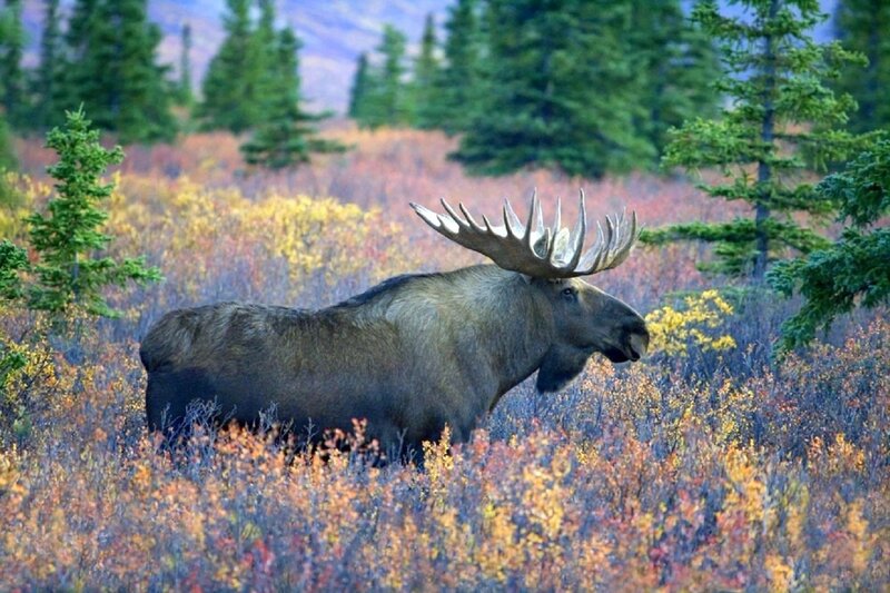 Moose in Autumn Field — Brown
