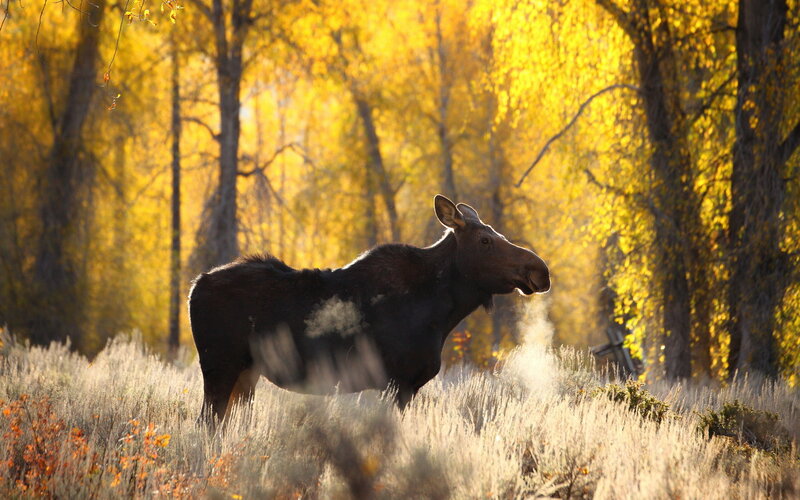 Moose in Autumn Field — Yellow