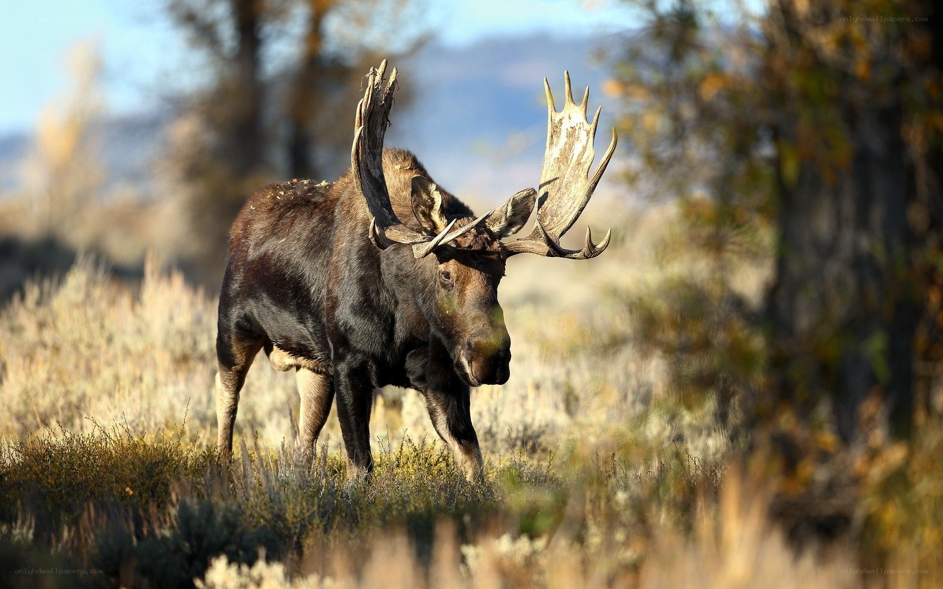 Moose in autumn field