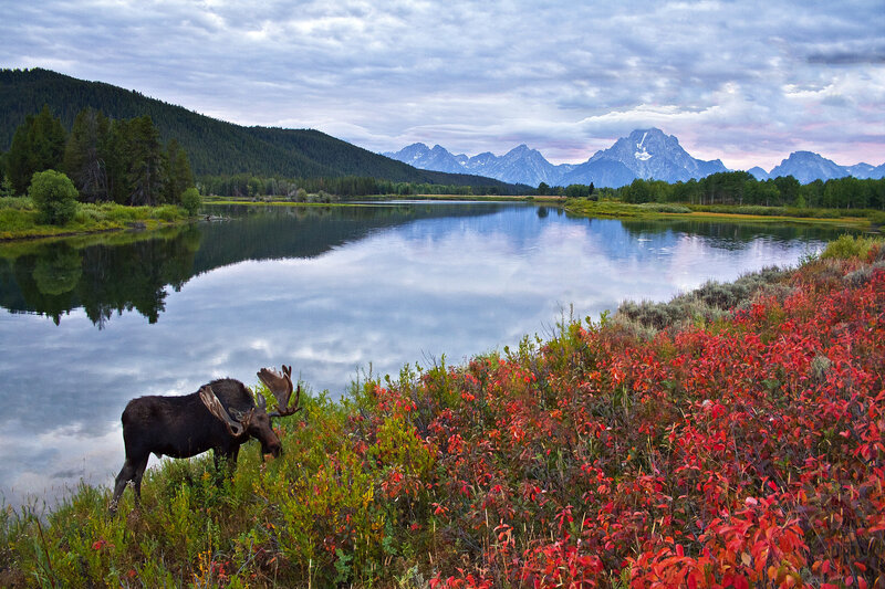 Moose in Autumn Foliage — Red