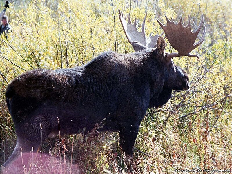 Moose in autumn foliage