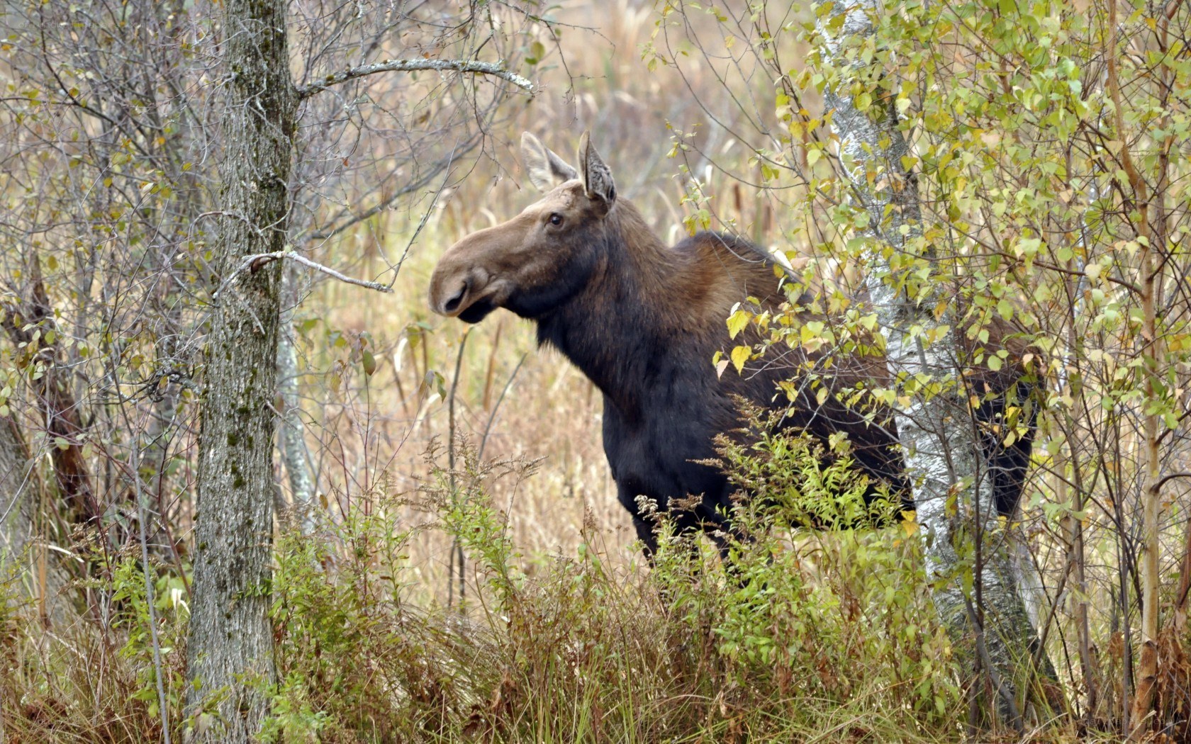 Moose in autumn forest