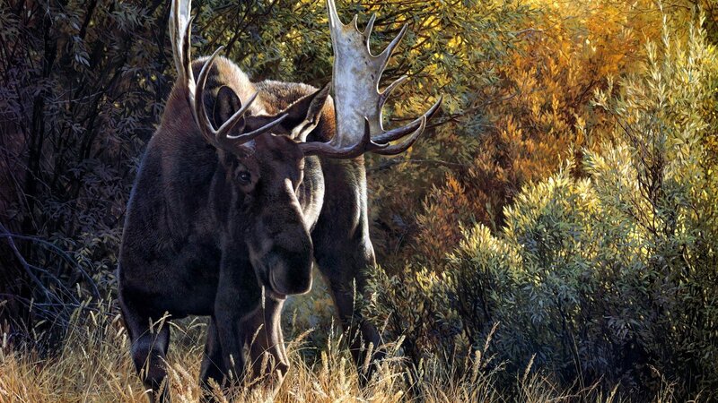 Moose in autumn forest