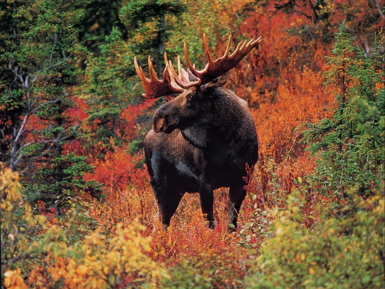 Moose in autumn forest