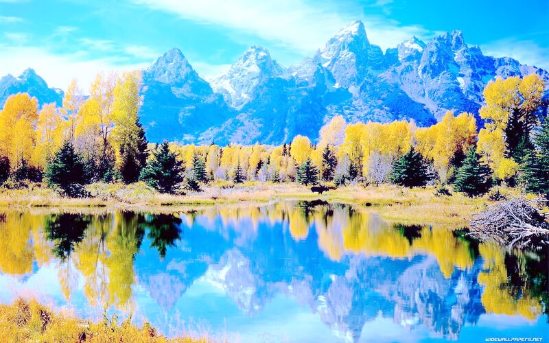 Moose in Autumn Forest — Blue, Serene, Photograph, Mountains, Lake