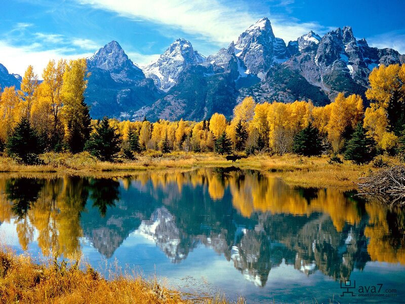 Moose in Autumn Forest — Blue, Serene, Photograph, Mountains, Trees, Lake