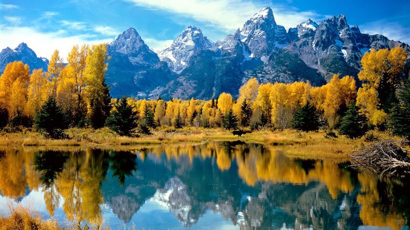 Moose in Autumn Forest — Blue, Serene