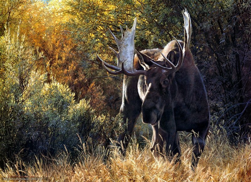 Moose in Autumn Forest — Brown, Natural