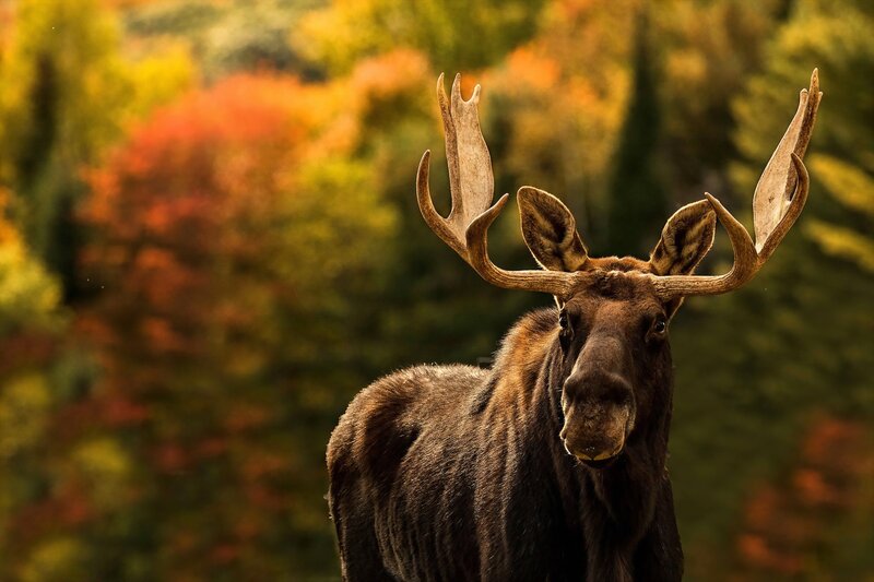 Moose in Autumn Forest — Brown, Serene, Photograph