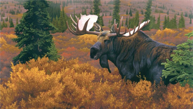 Moose in Autumn Forest — Brown