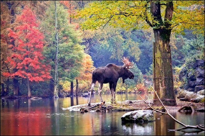 Moose in Autumn Forest — Red