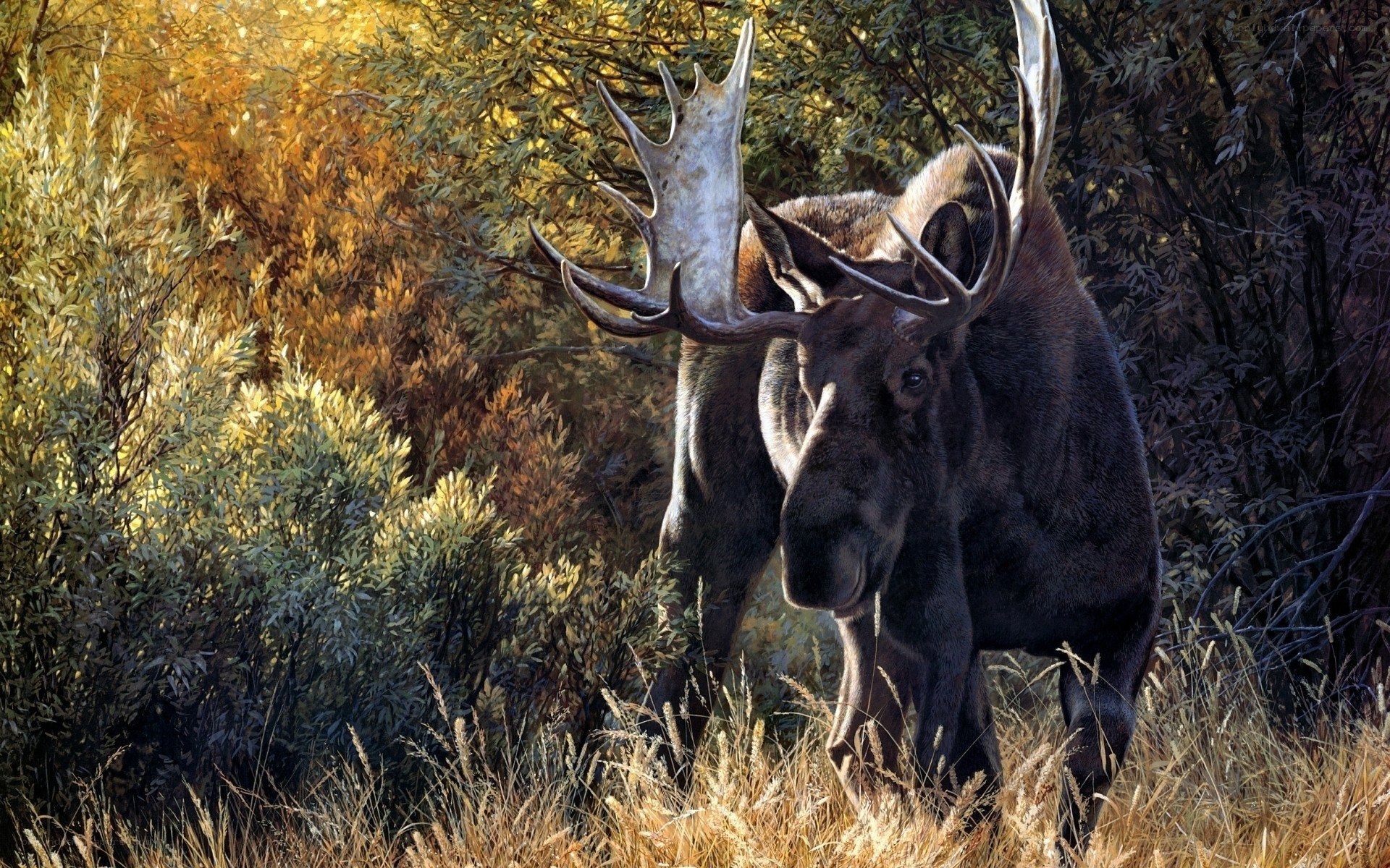Moose in autumn forest