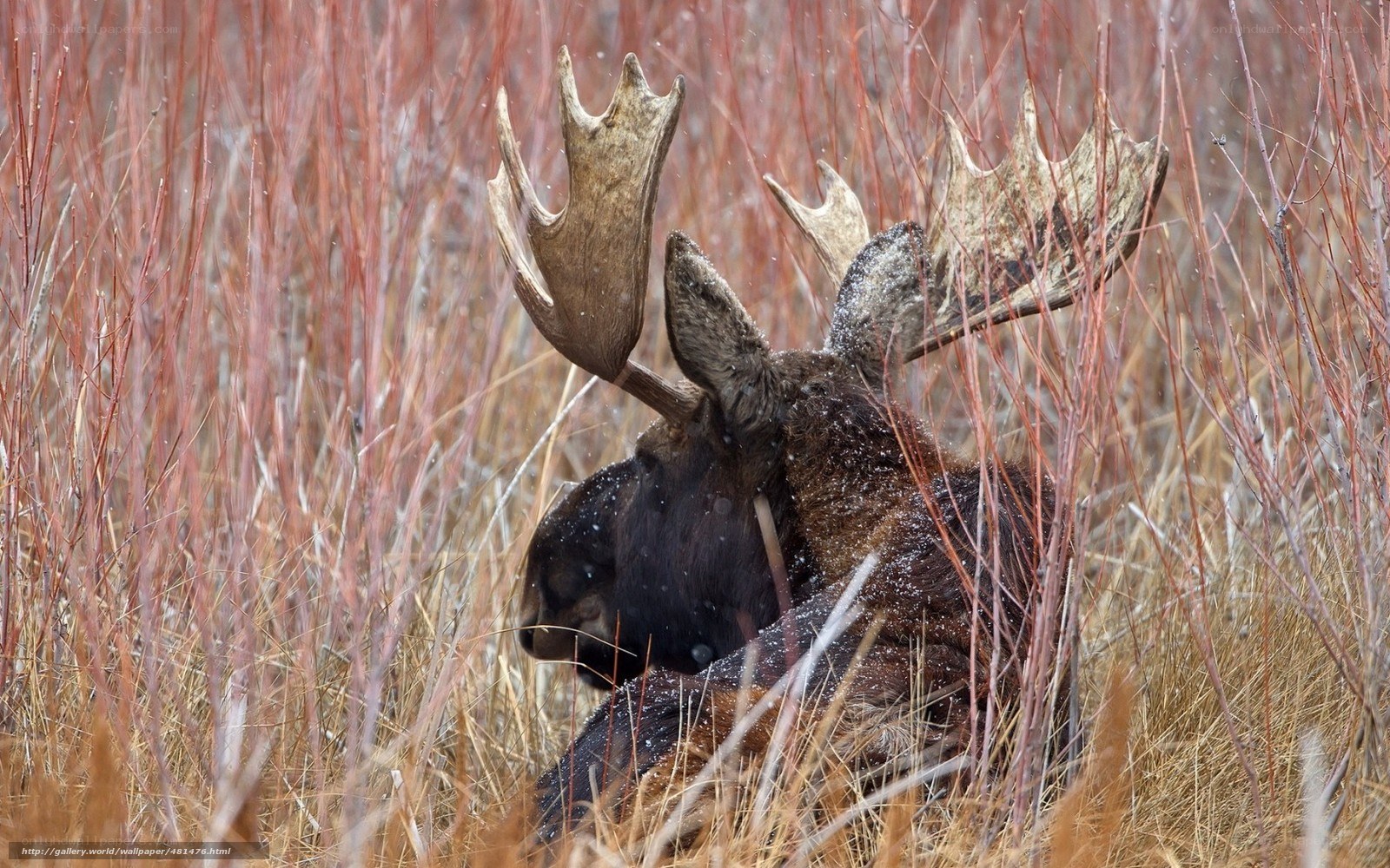 Moose in autumn grass