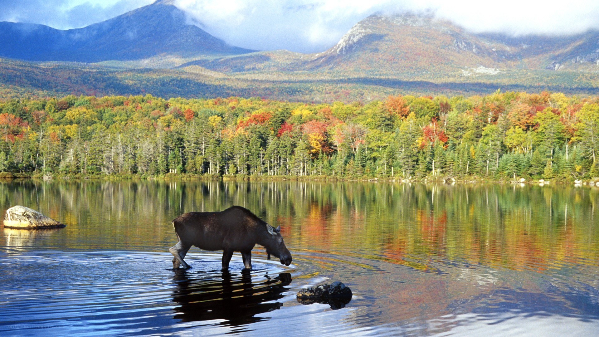 Moose in autumn lake
