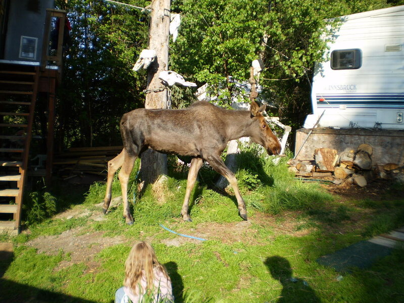 Moose in backyard with camper