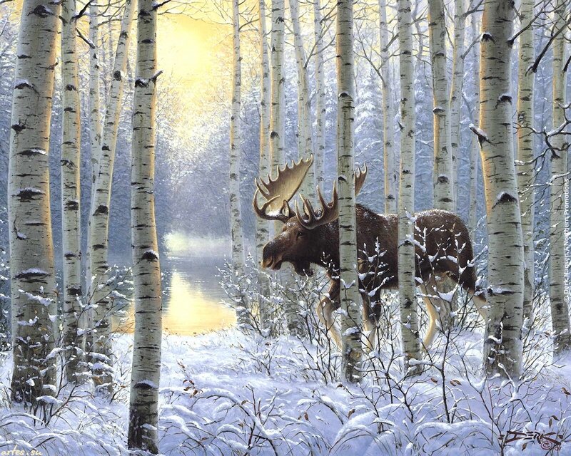 Moose in Birch Forest