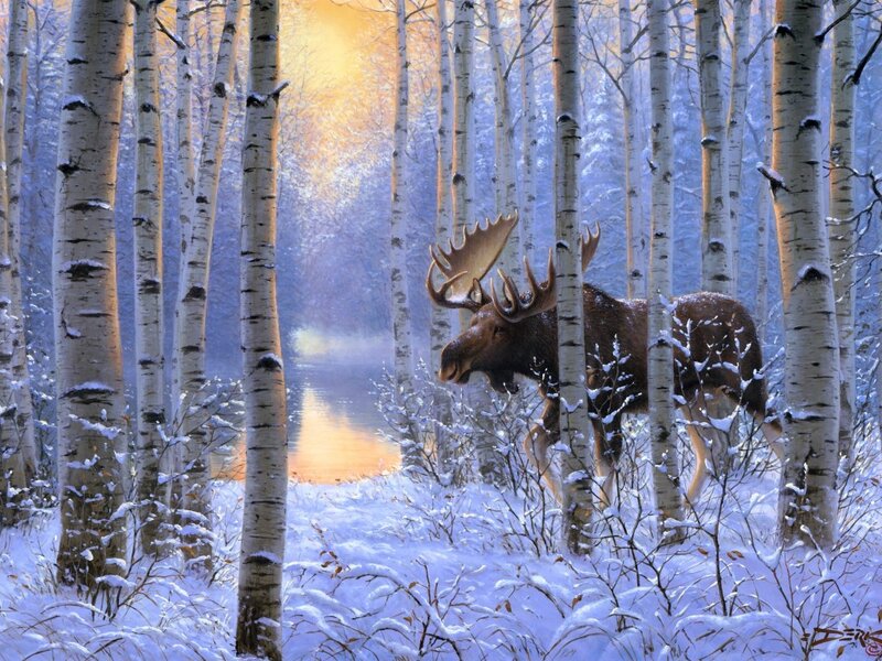 Moose in Birch Forest — White, Serene