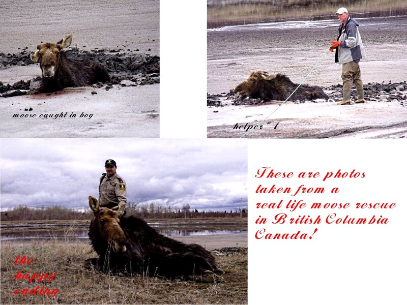 Moose in Bog