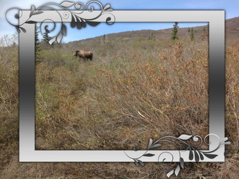 Moose in Brush