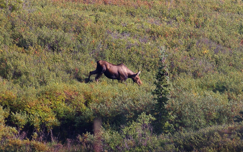 Moose in Bushes