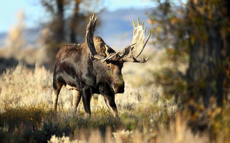 Moose in Field — Brown
