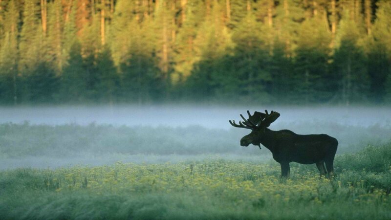 Moose in Field — Green