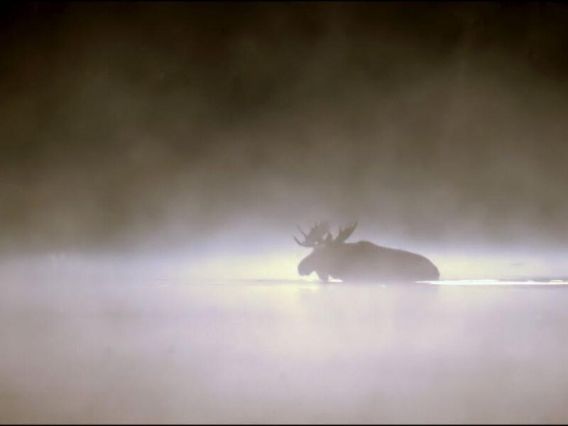 Moose in Fog