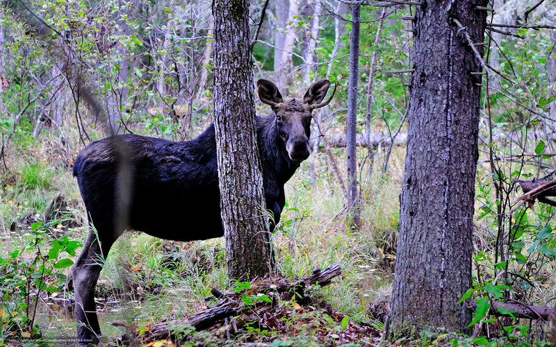 Moose in forest