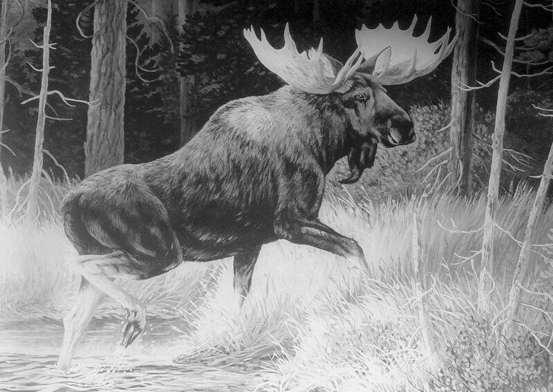 Moose in Forest — Black