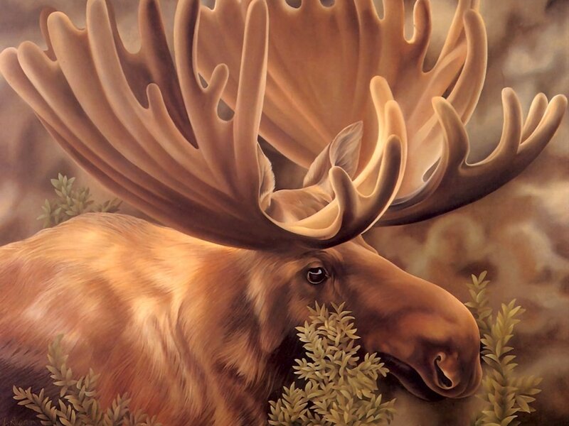 Moose in Forest — Brown, Natural