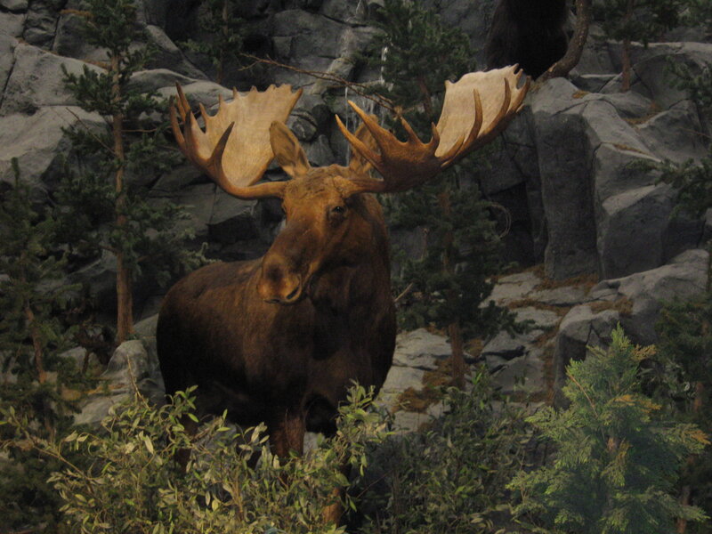 Moose in forest display