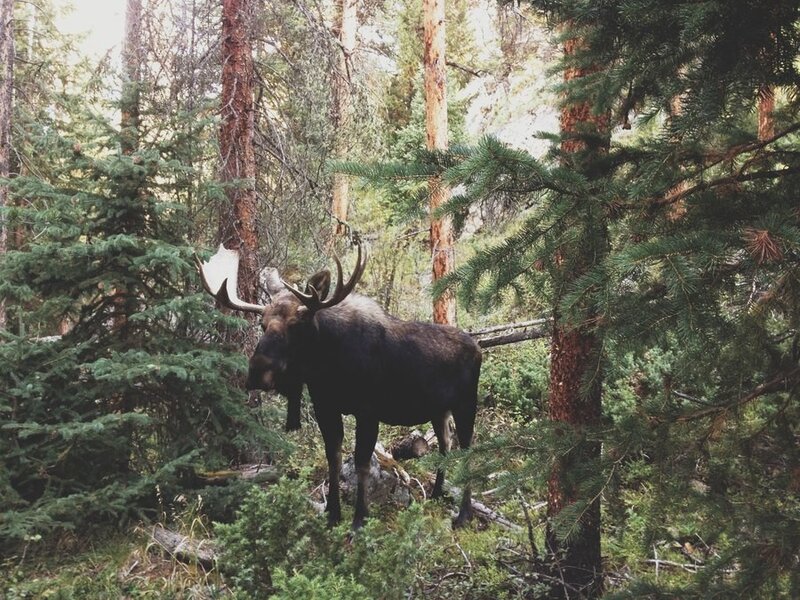 Moose in Forest — Green, Natural, Afternoon