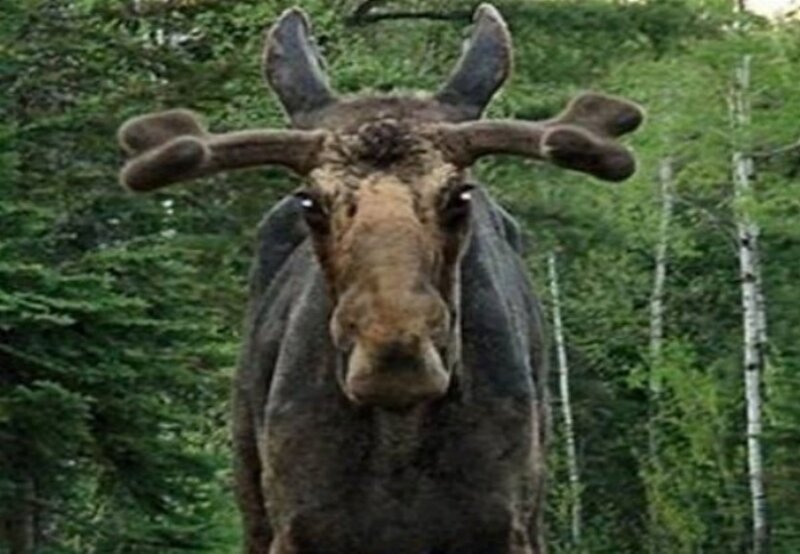 Moose in Forest — Green, Natural, Photograph