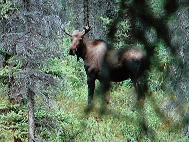 Moose in Forest — Green, Natural