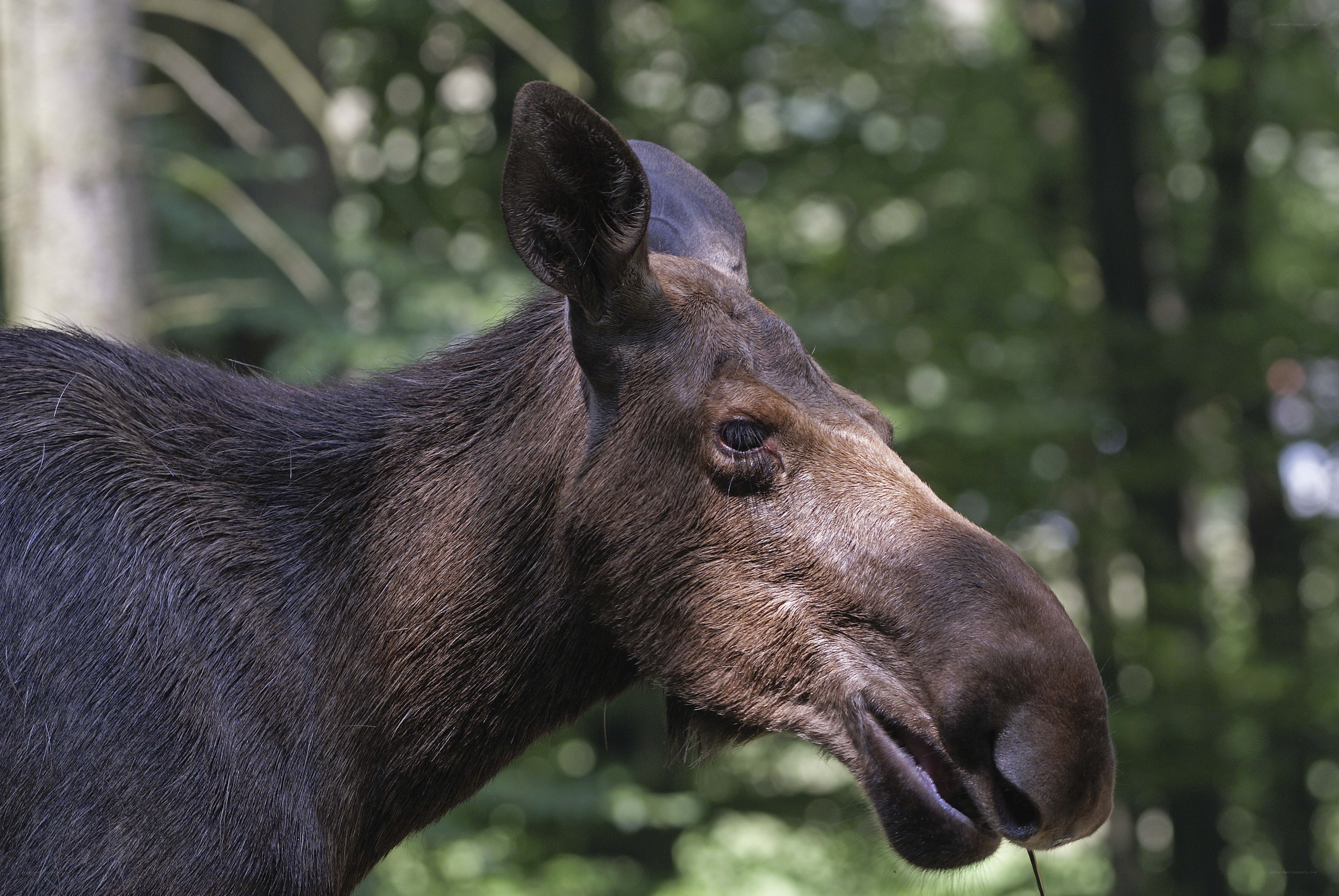 Moose in forest