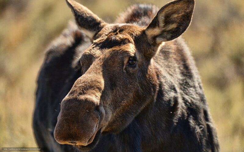 Moose in Grass — Brown