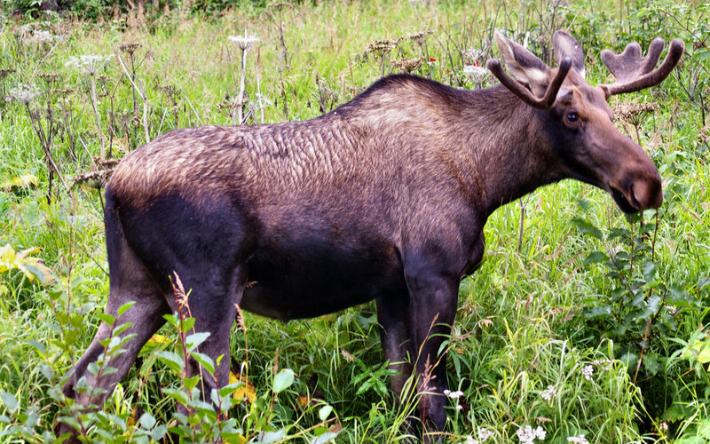 Moose in Grass — Green