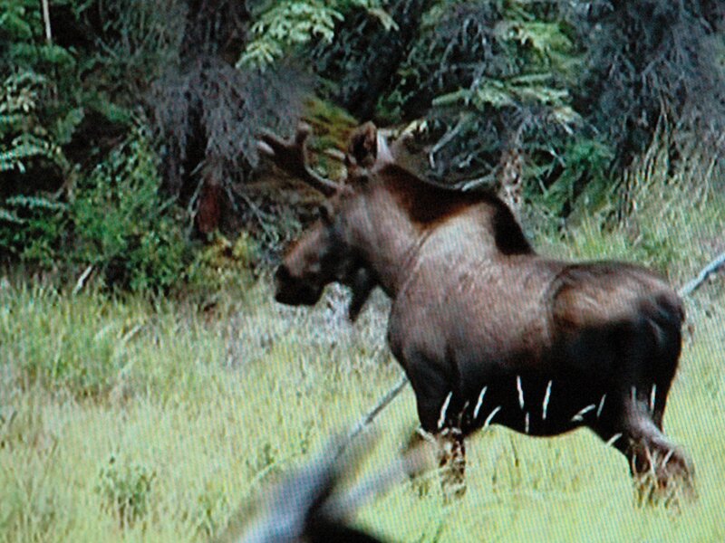Moose in Grass