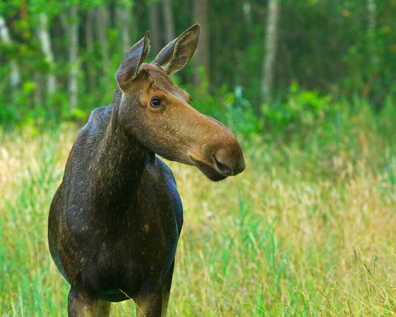 Moose in Grassy Field — Brown