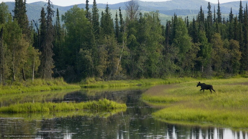 Moose in Grassy Field — Green