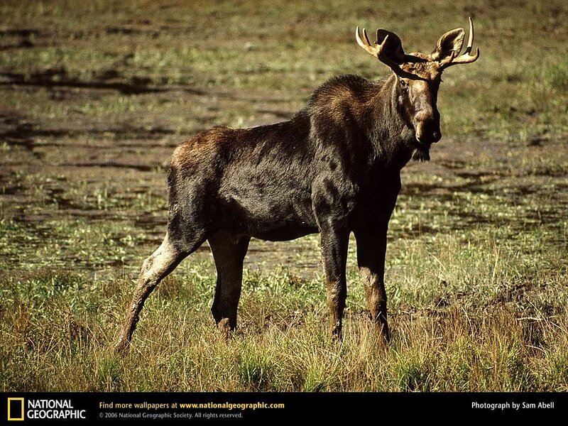 Moose in Grassy Field