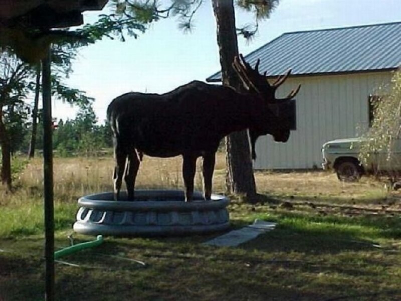 Moose in Inflatable Pool